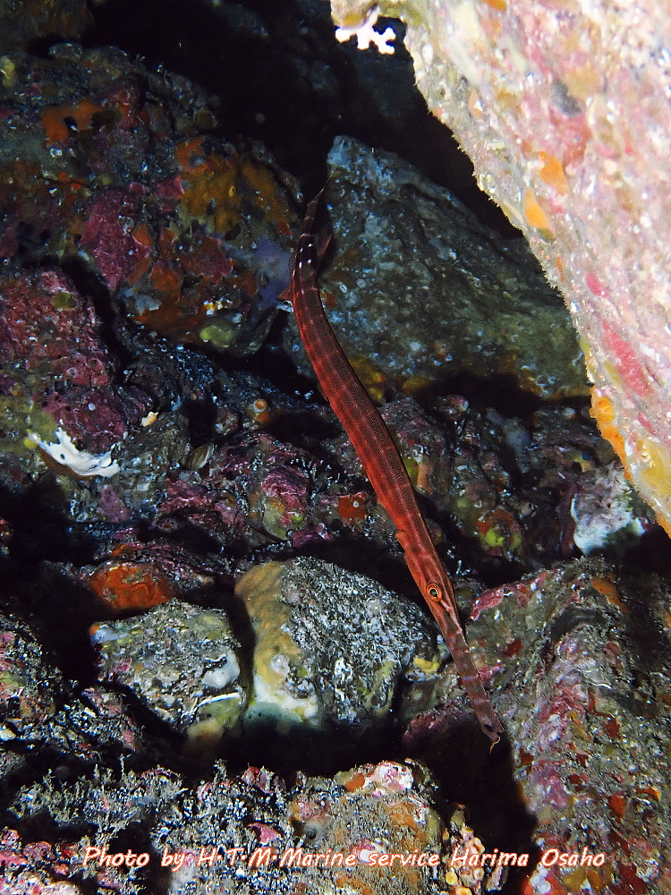 f:id:HTMMarine:20200526213206j:plain
