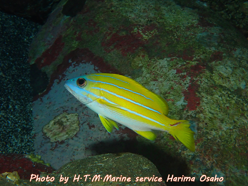 f:id:HTMMarine:20200528110826j:plain
