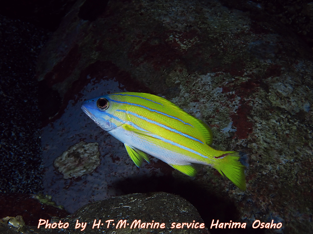 f:id:HTMMarine:20200528110847j:plain