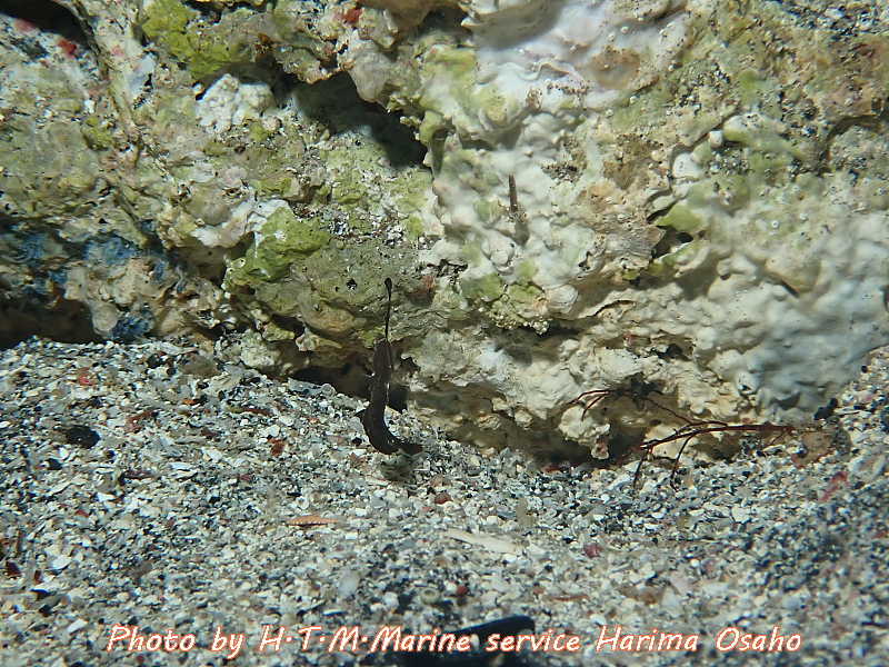 f:id:HTMMarine:20200529233810j:plain f:id:HTMMarine:20200529233810j:plain