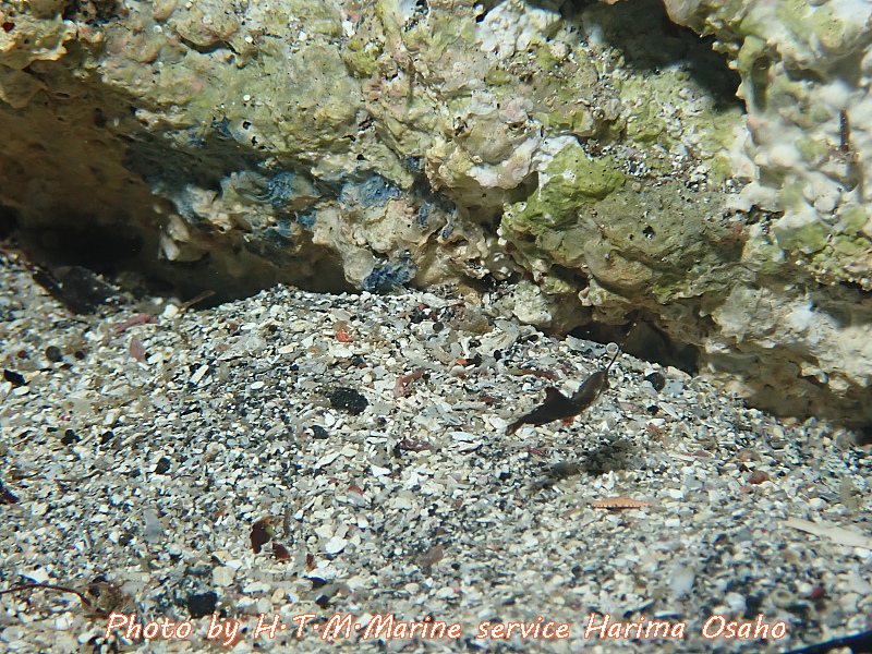 f:id:HTMMarine:20200529233836j:plain f:id:HTMMarine:20200529233836j:plain