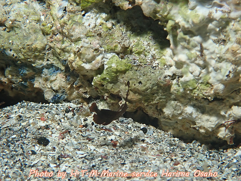 f:id:HTMMarine:20200529233850j:plain f:id:HTMMarine:20200529233850j:plain