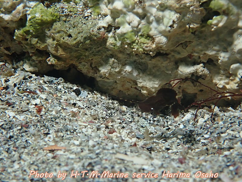 f:id:HTMMarine:20200529233910j:plain f:id:HTMMarine:20200529233910j:plain