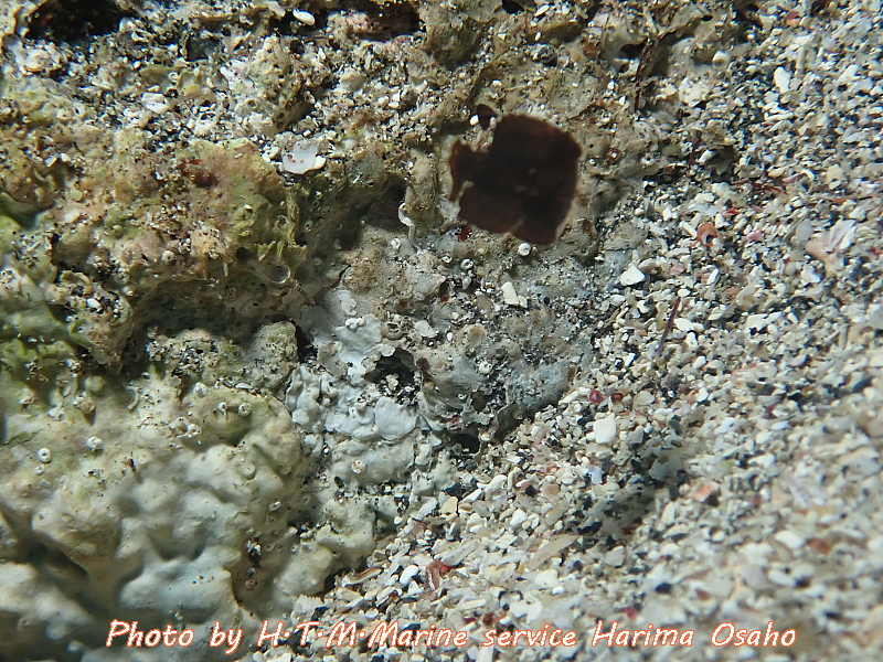f:id:HTMMarine:20200529233926j:plain f:id:HTMMarine:20200529233926j:plain