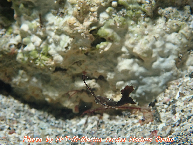 f:id:HTMMarine:20200529233945j:plain f:id:HTMMarine:20200529233945j:plain