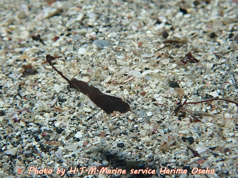 f:id:HTMMarine:20200529234003j:plain f:id:HTMMarine:20200529234003j:plain