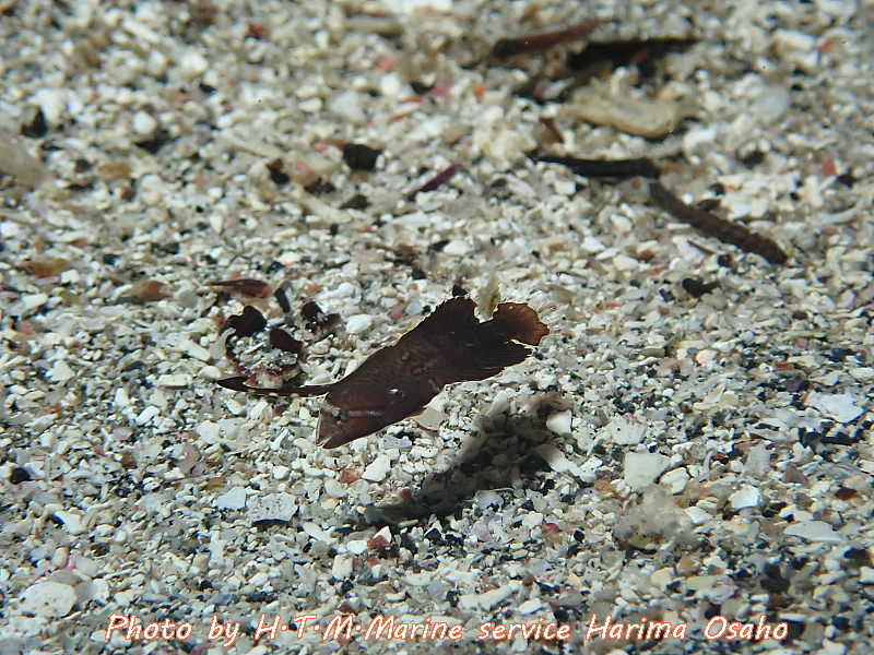 f:id:HTMMarine:20200529234030j:plain f:id:HTMMarine:20200529234030j:plain