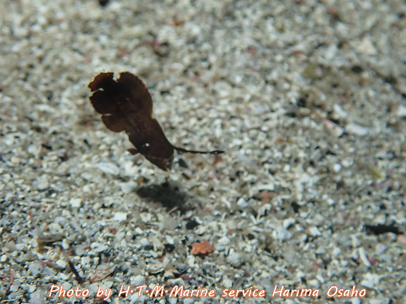 f:id:HTMMarine:20200531213044j:plain f:id:HTMMarine:20200531213044j:plain