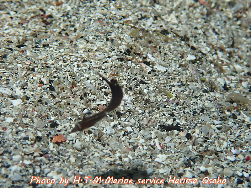 f:id:HTMMarine:20200531213100j:plain f:id:HTMMarine:20200531213100j:plain