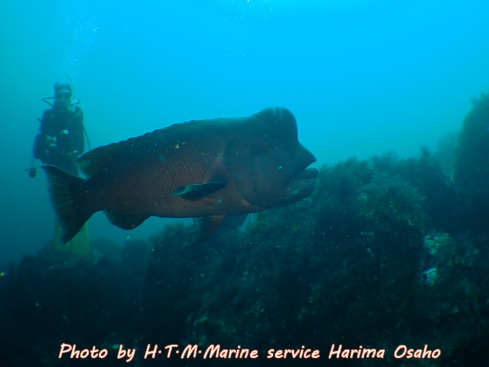 f:id:HTMMarine:20200720224036j:plain f:id:HTMMarine:20200720224036j:plain