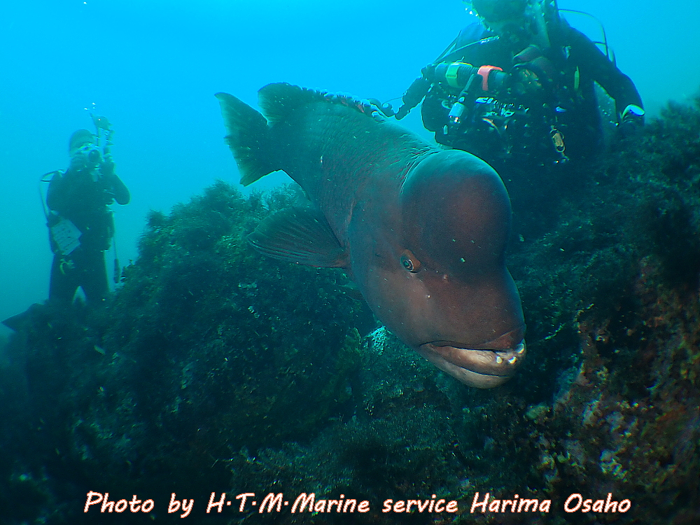 f:id:HTMMarine:20200720224116j:plain f:id:HTMMarine:20200720224116j:plain