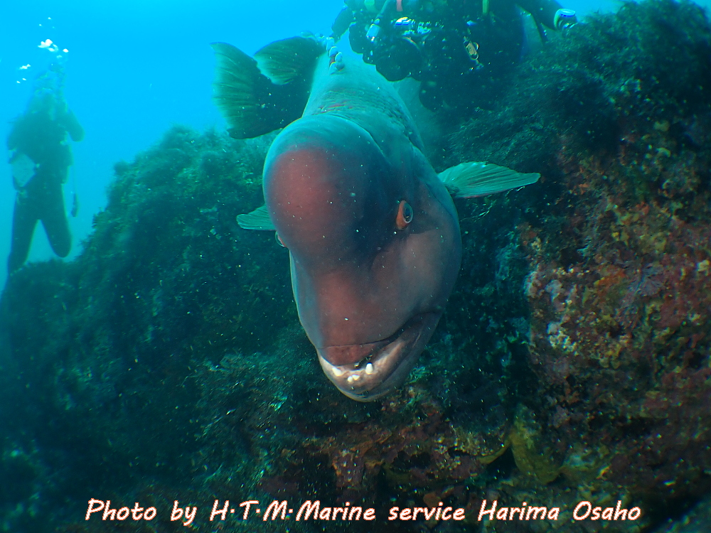 f:id:HTMMarine:20200720224134j:plain f:id:HTMMarine:20200720224134j:plain