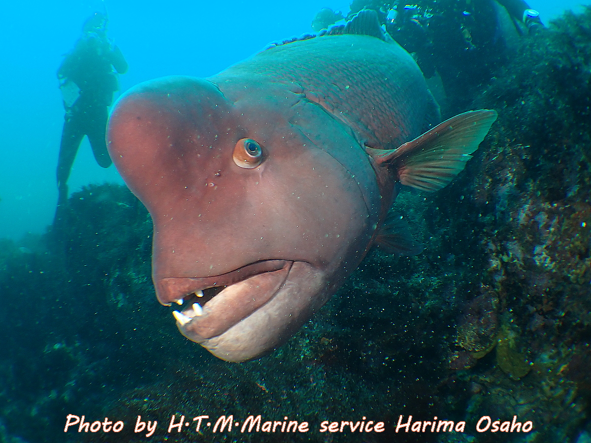 f:id:HTMMarine:20200720224152j:plain f:id:HTMMarine:20200720224152j:plain