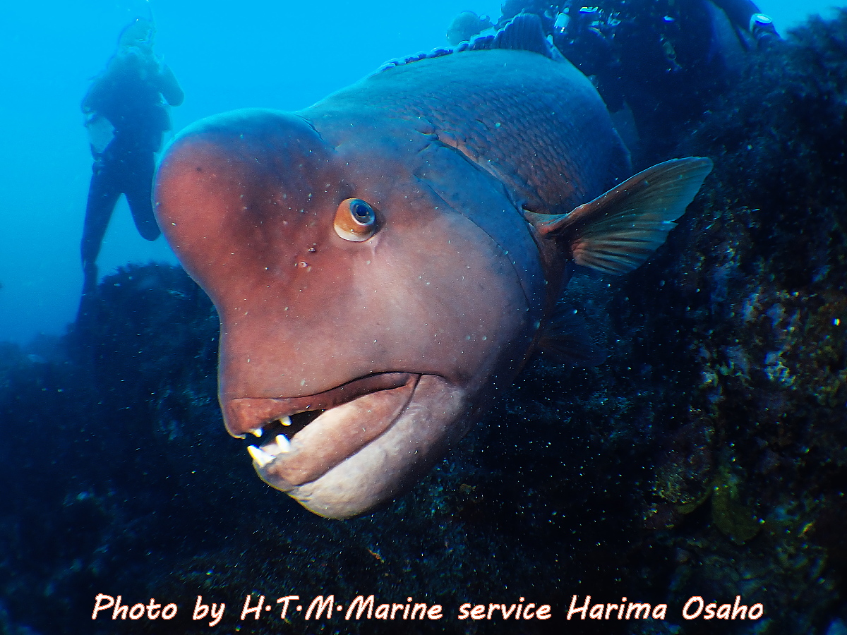 f:id:HTMMarine:20200720224219j:plain f:id:HTMMarine:20200720224219j:plain