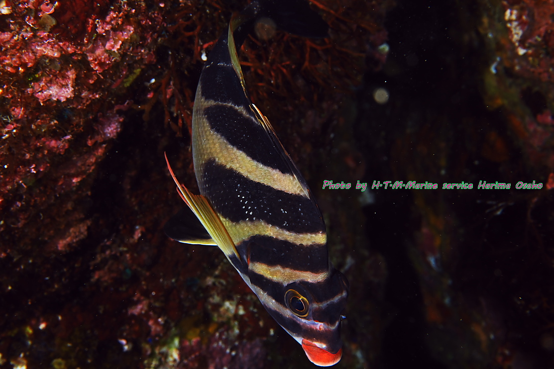 f:id:HTMMarine:20210405154835j:plain