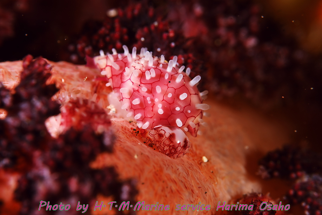 f:id:HTMMarine:20210410101801j:plain