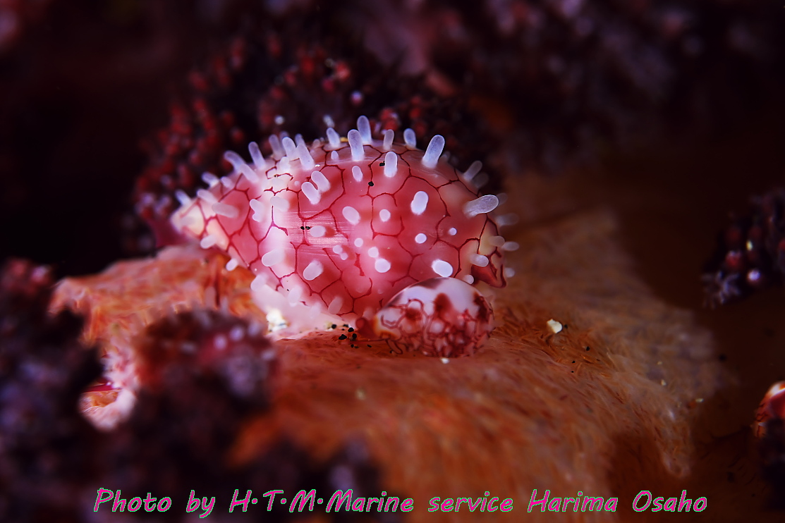 f:id:HTMMarine:20210410101815j:plain