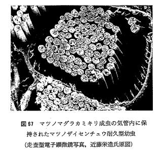 f:id:HU_forestry:20180429013059p:plain f:id:HU_forestry:20180429013059p:plain
