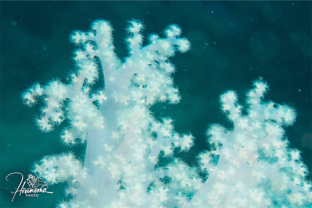 f:id:HY22201908:20230312214909j:image