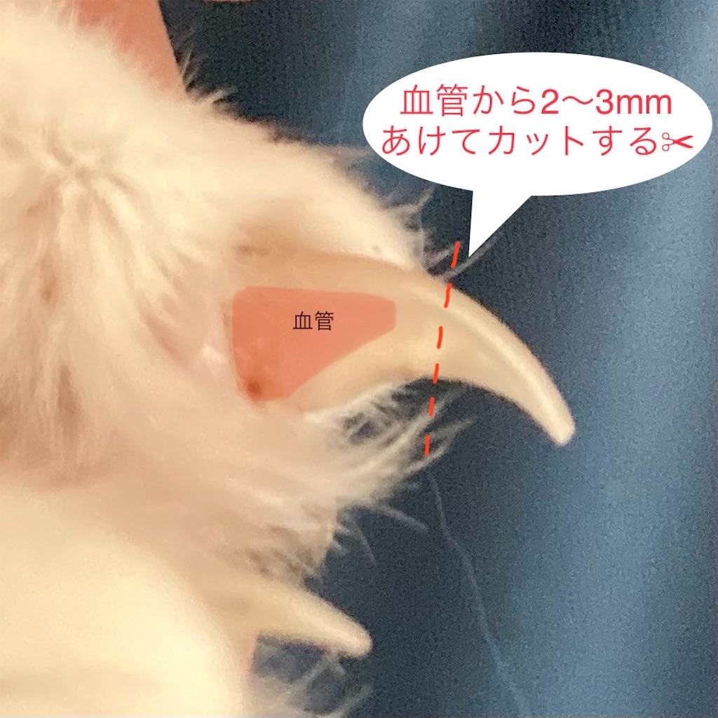 f:id:Hachiware:20221202143209j:image