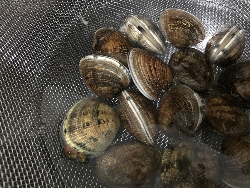Waitrose で買ったあさり (Clam) でボンゴレ Hadama の 台所 in the UK