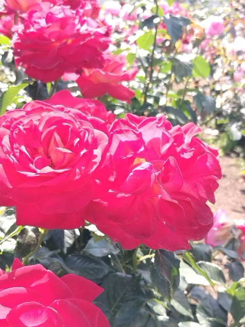 f:id:Haibisukasu:20260618181709j:image f:id:Haibisukasu:20260618181709j:image