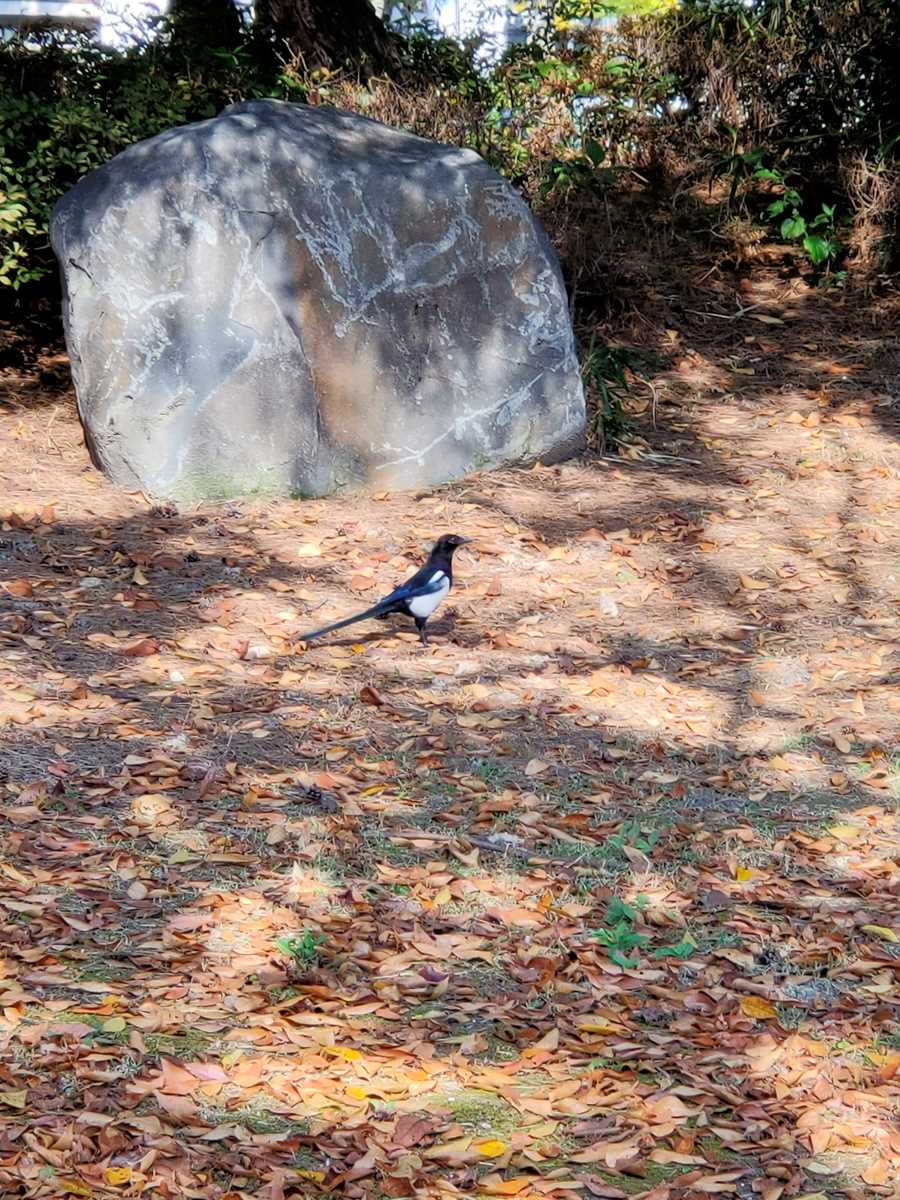 Korean famous bird