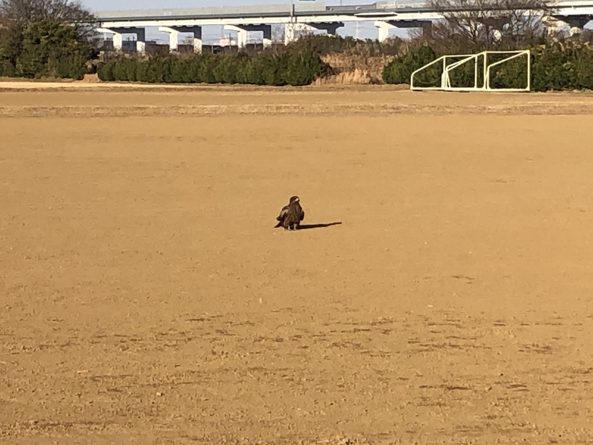 f:id:Hakuto-MA:20220105001330j:plain