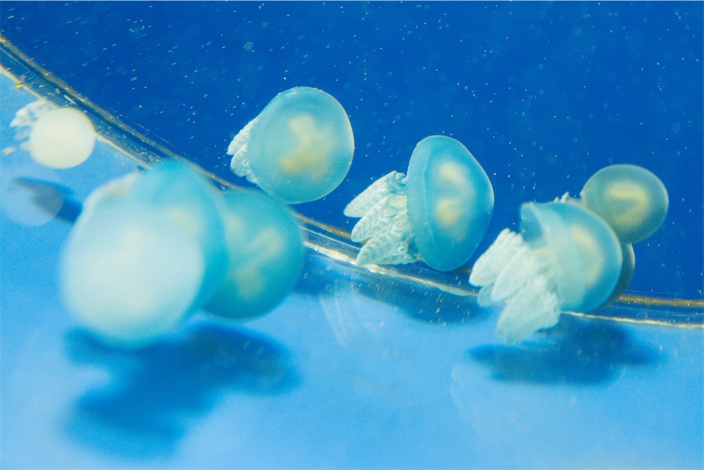 f:id:Halprogram:20250106232220j:image