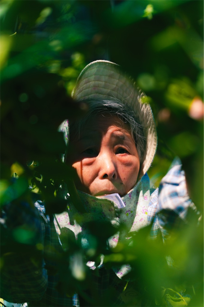 f:id:Halprogram:20250106233021j:image