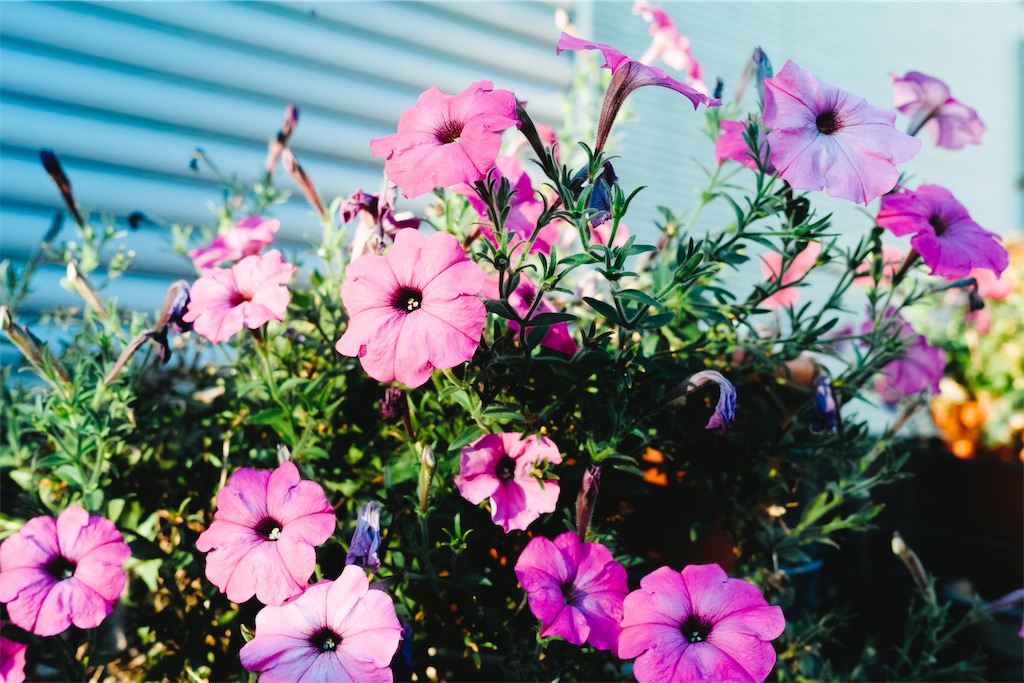 f:id:Halprogram:20250107021905j:image