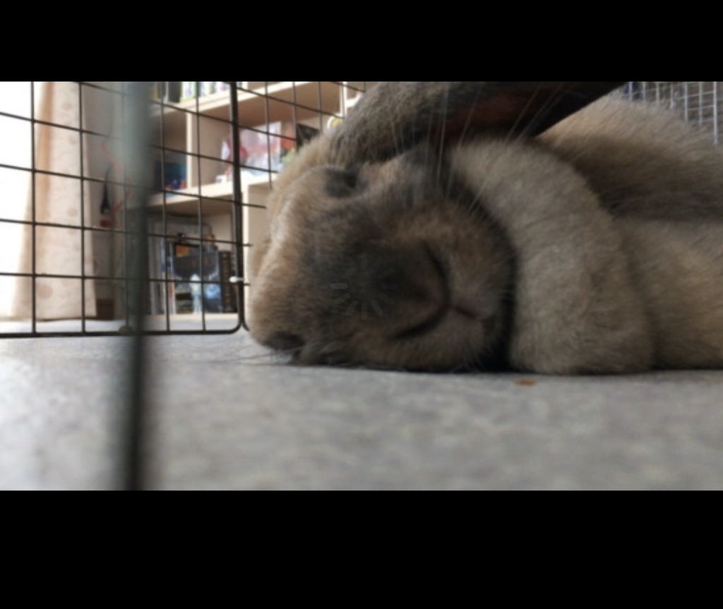 f:id:HamUsa:20190116163444j:plain