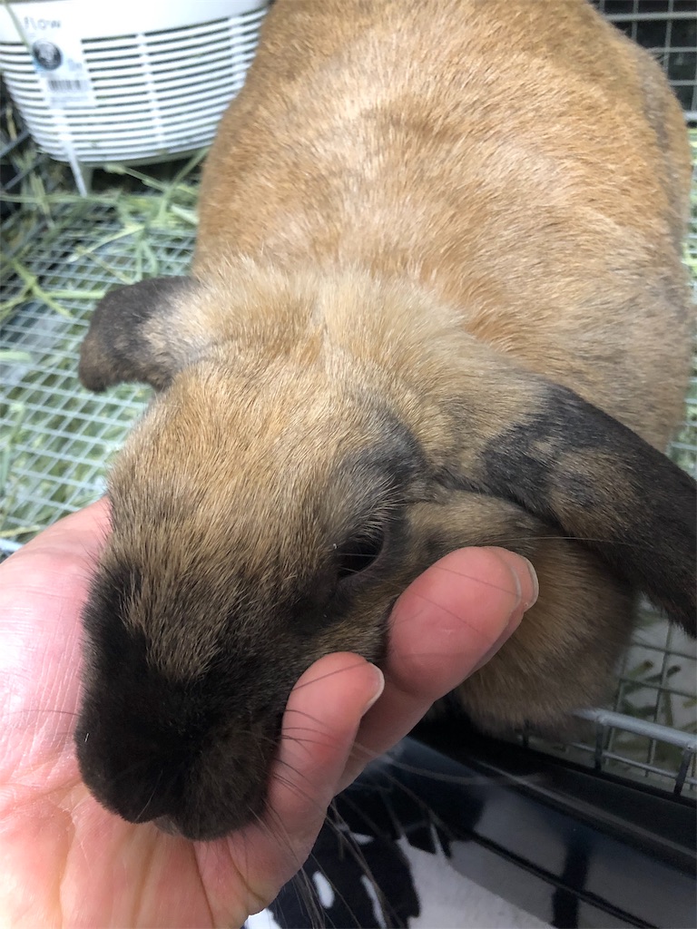 f:id:HamUsa:20190126224234j:plain f:id:HamUsa:20190126224234j:plain