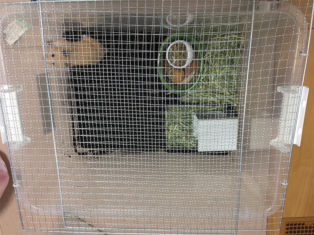 土飼育の写真