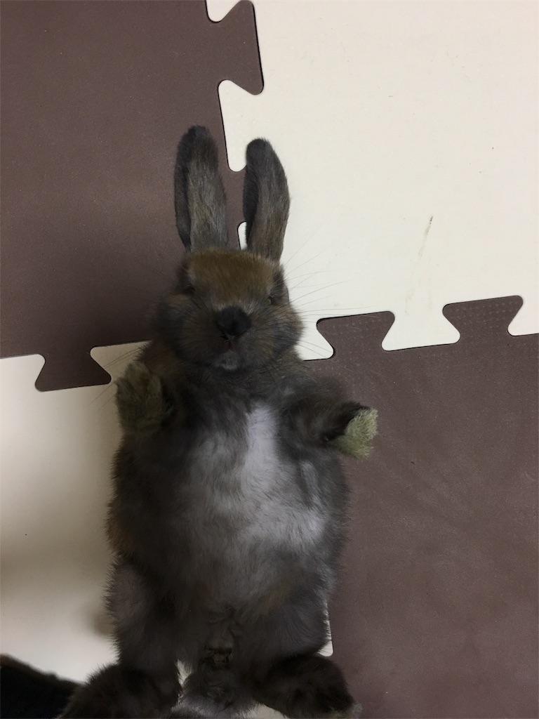 f:id:HamUsa:20190207200417j:image f:id:HamUsa:20190207200417j:image
