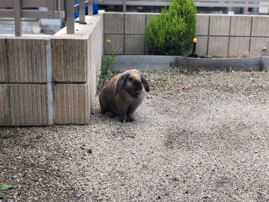 f:id:HamUsa:20190210174922j:image