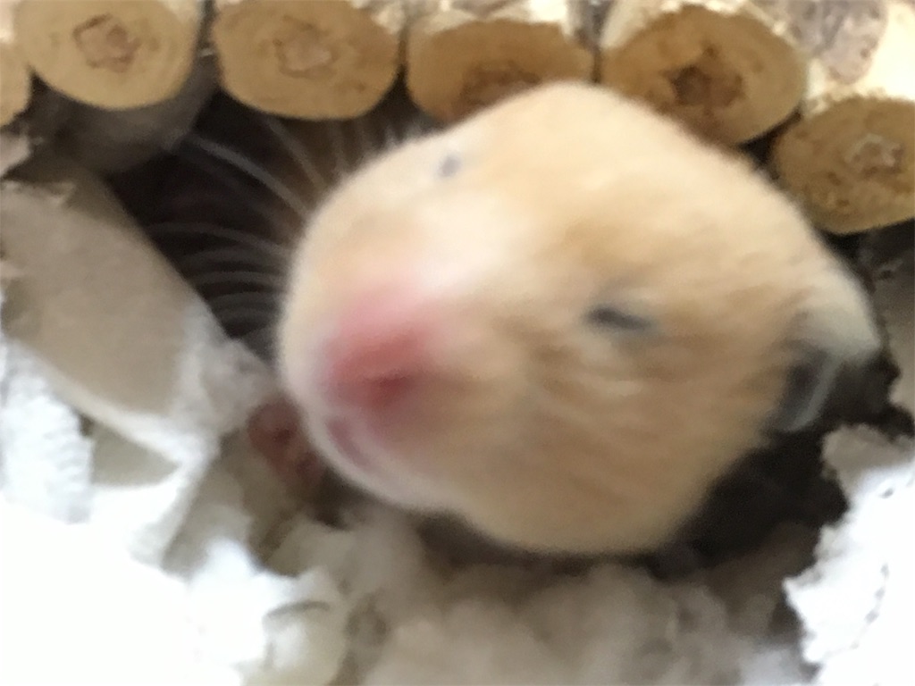 f:id:HamUsa:20190219221222j:image f:id:HamUsa:20190219221222j:image