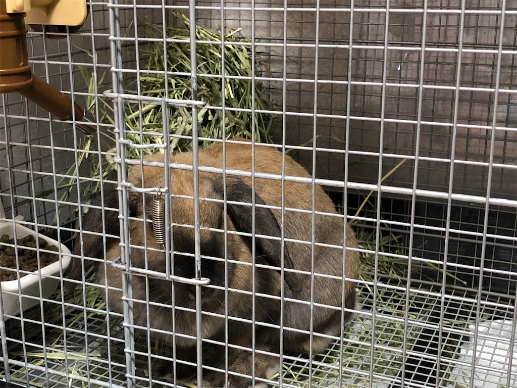 f:id:HamUsa:20190301213436j:image