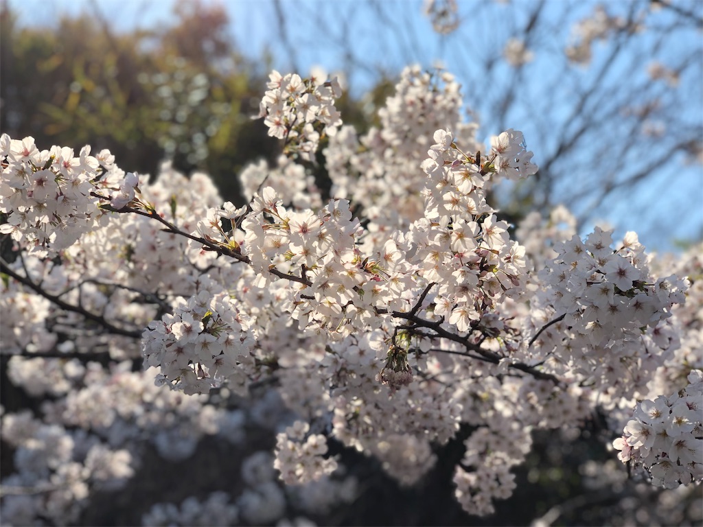 f:id:HamUsa:20190405070017j:image
