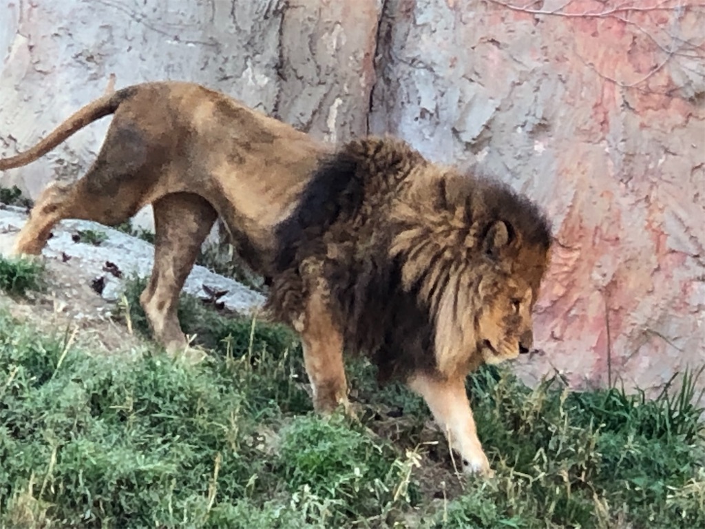 f:id:HamUsa:20190405070349j:image