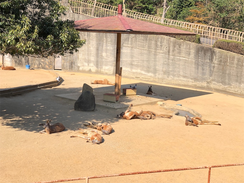 f:id:HamUsa:20190405070359j:image