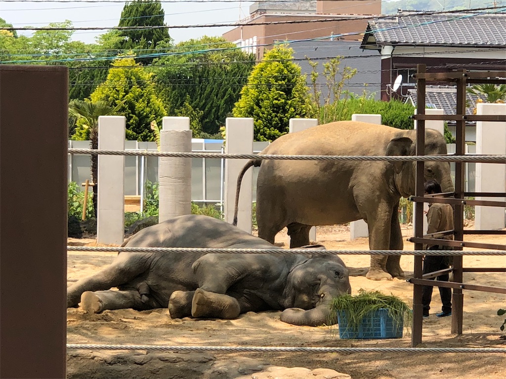 f:id:HamUsa:20190502202214j:image