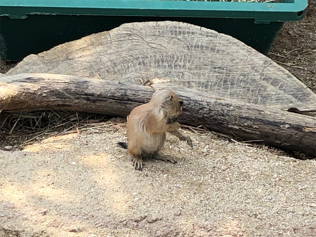 f:id:HamUsa:20190502202307j:image
