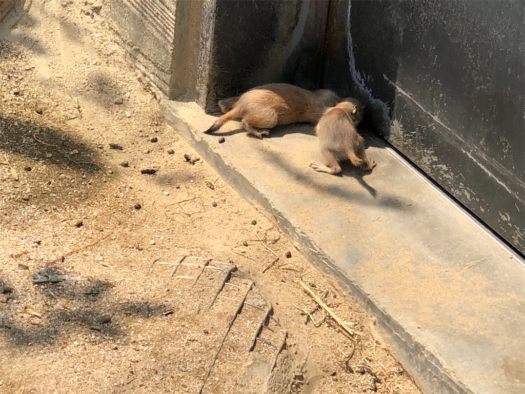 f:id:HamUsa:20190502202311j:image