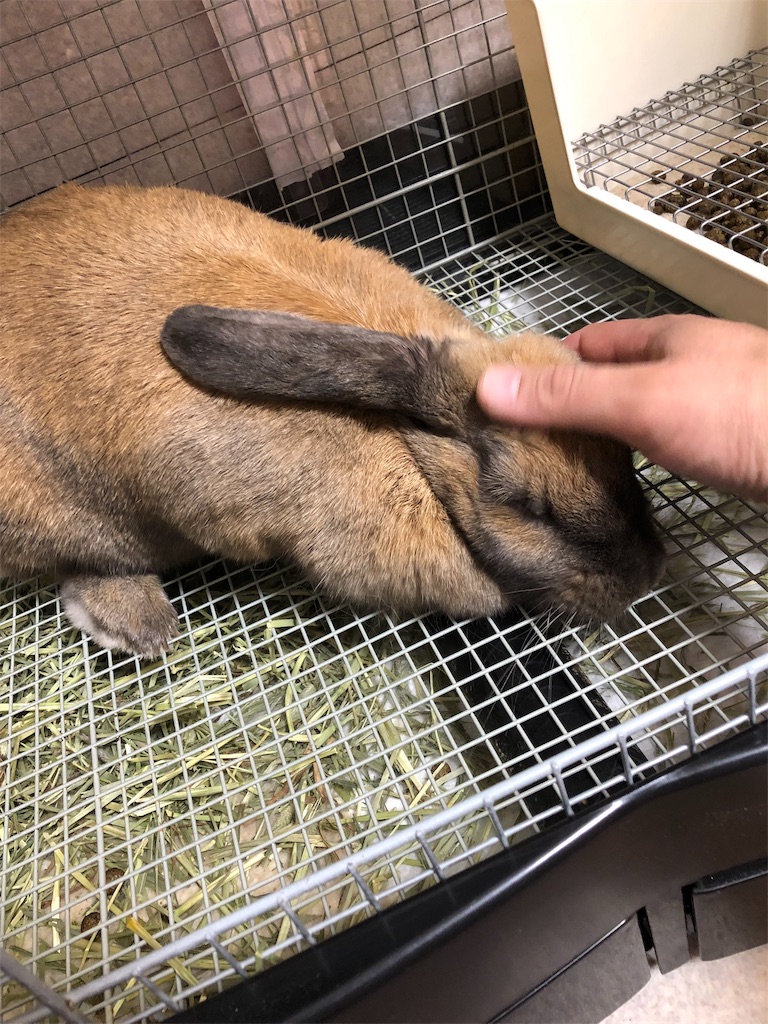 f:id:HamUsa:20190530221314j:image