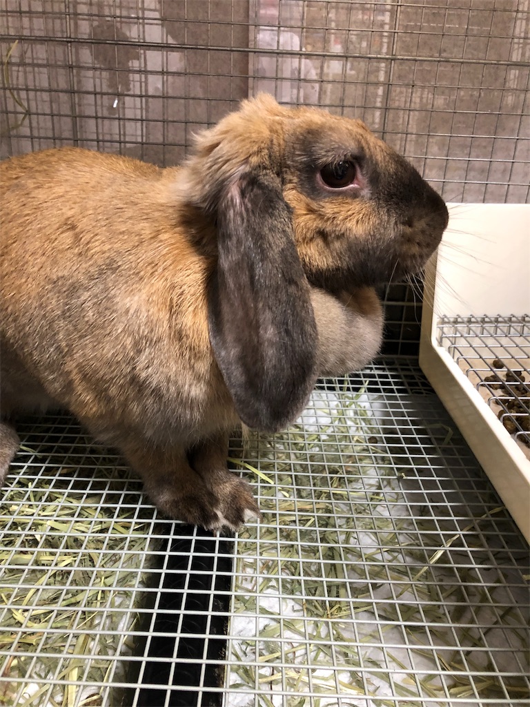 f:id:HamUsa:20190531095924j:image f:id:HamUsa:20190531095924j:image