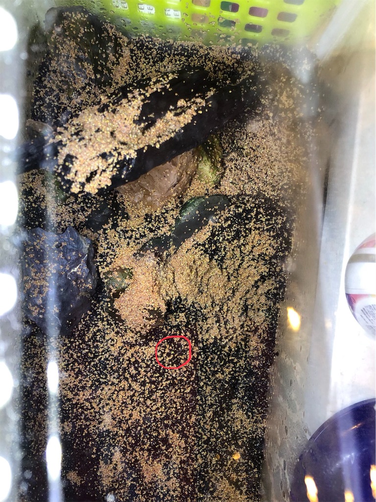 f:id:HamUsa:20190602172249j:image f:id:HamUsa:20190602172249j:image