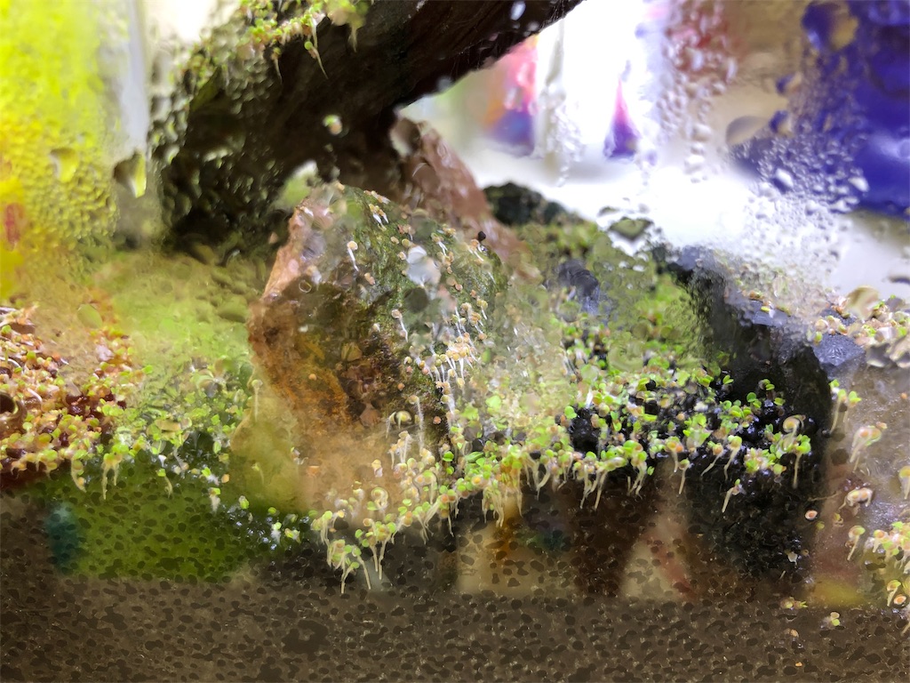 f:id:HamUsa:20190606205100j:image f:id:HamUsa:20190606205100j:image