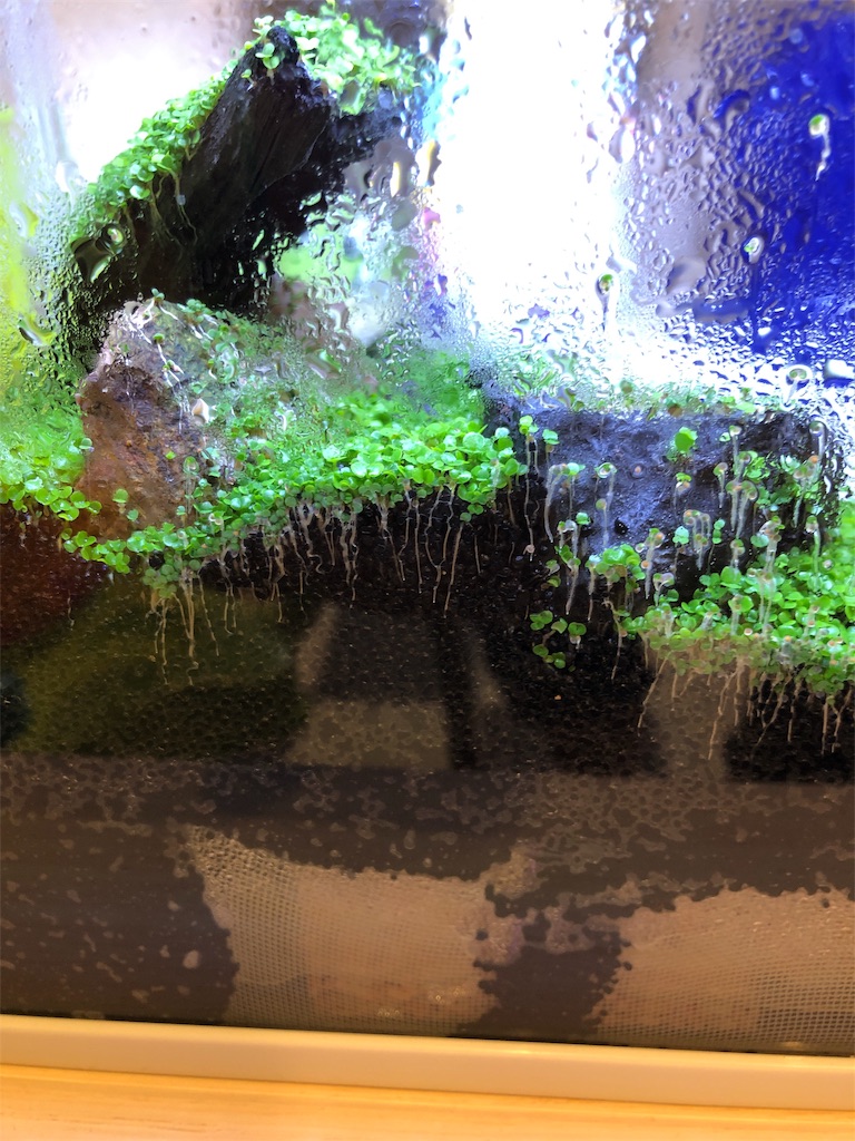 f:id:HamUsa:20190606205141j:image f:id:HamUsa:20190606205141j:image