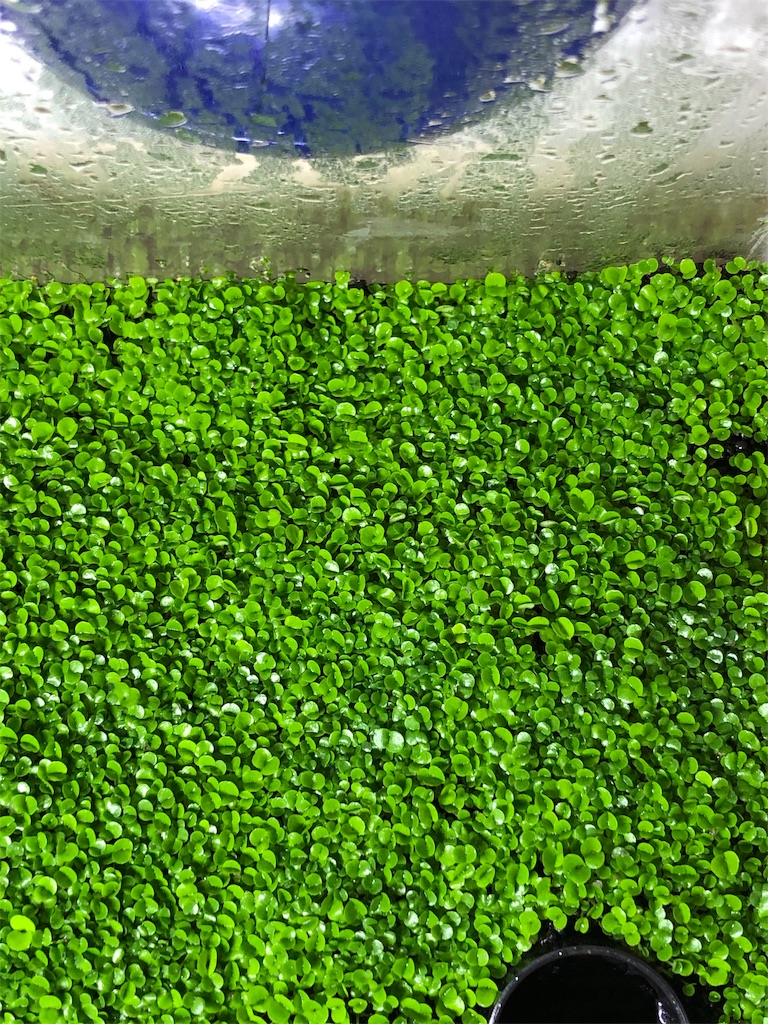 f:id:HamUsa:20190607175519j:image f:id:HamUsa:20190607175519j:image